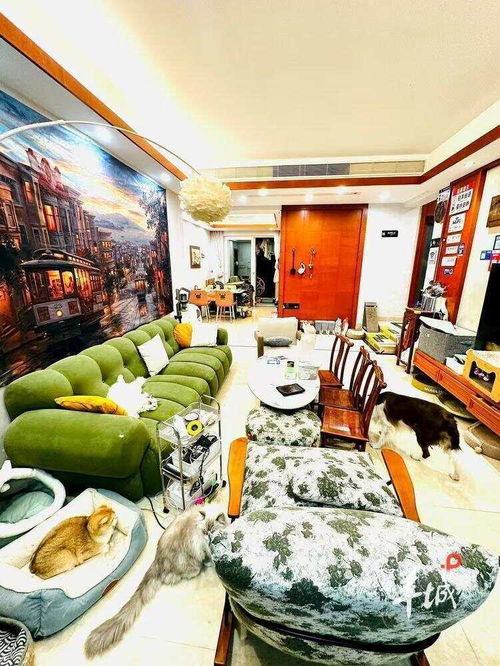 貓咪陪睡服務 廣州民宿暖心新體驗，住滿5晚還能買走愛貓